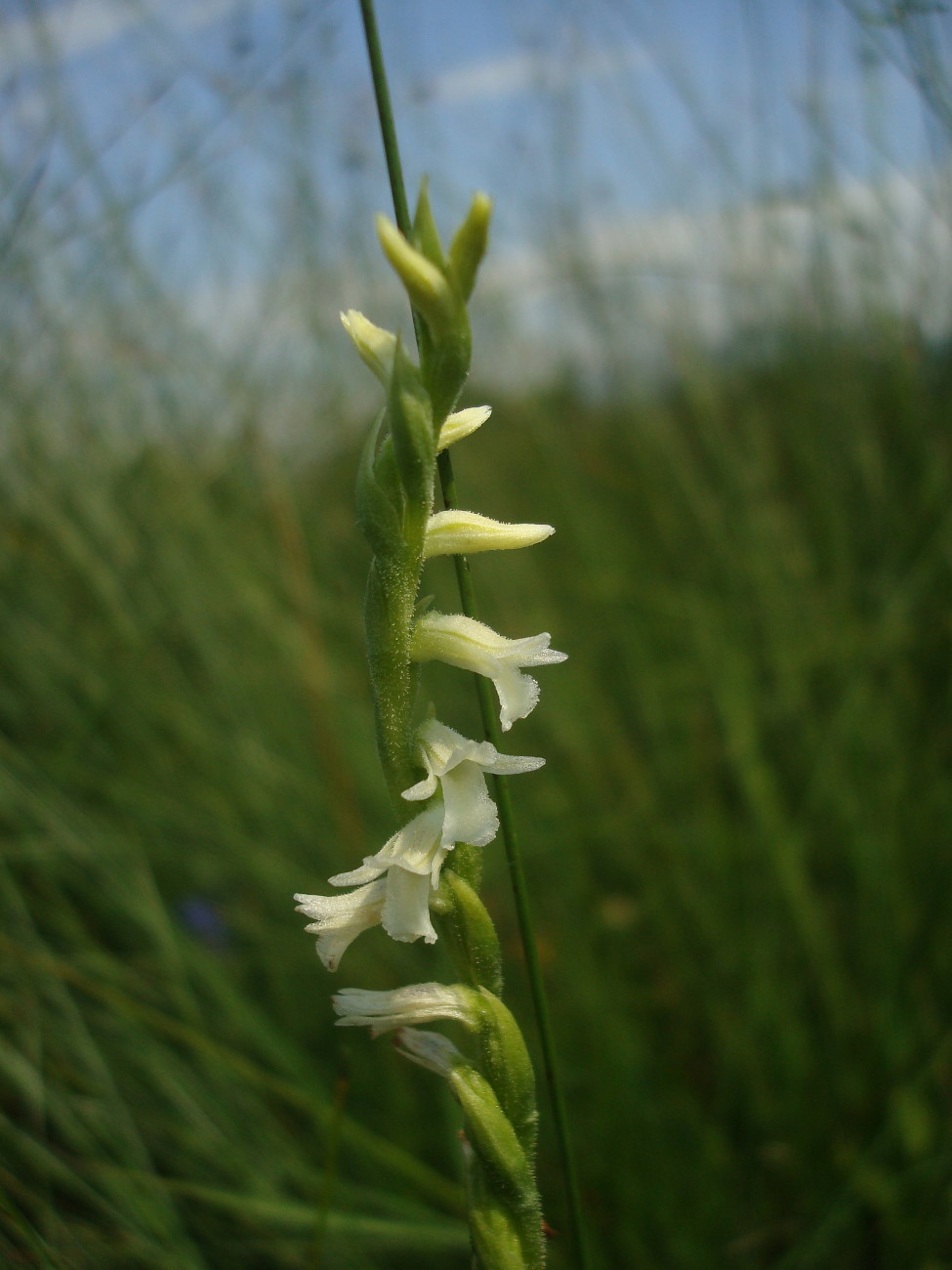 Spiranthes aestivalis