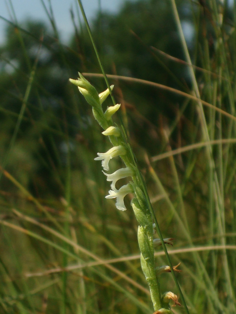 Spiranthes aestivalis