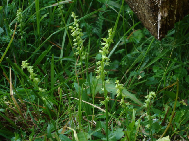 Herminium monorchis