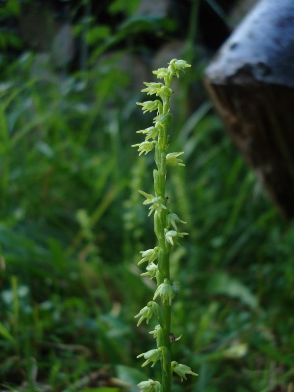 Herminium monorchis