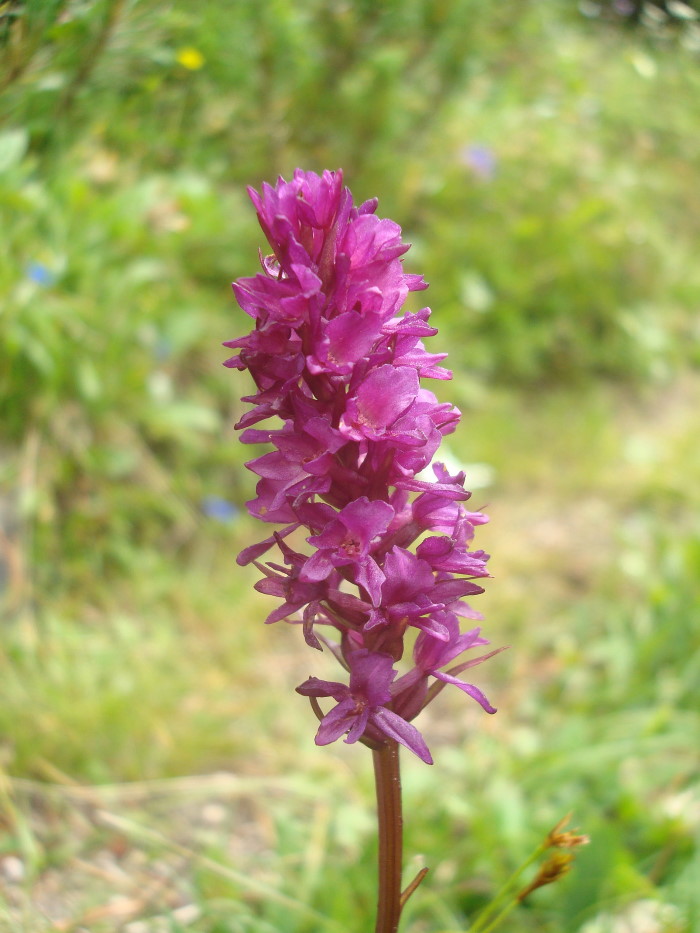 ibrido Gymnadenia Nigritella