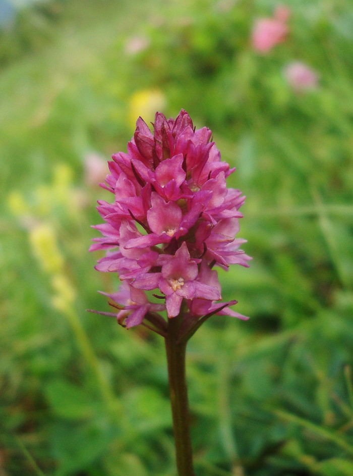 ibrido Gymnadenia Nigritella