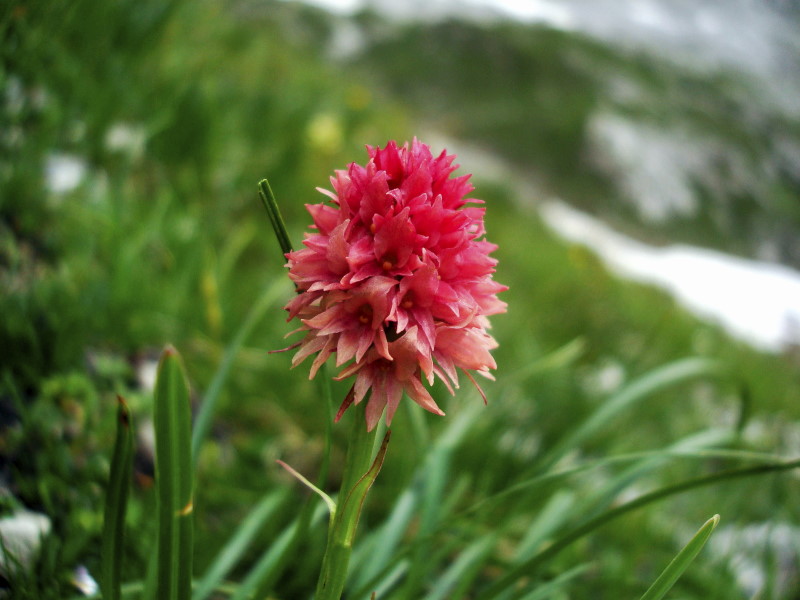 Nigritella nigra subsp. rhellicani var. pallida (?)