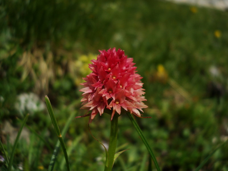 Nigritella nigra subsp. rhellicani var. pallida (?)