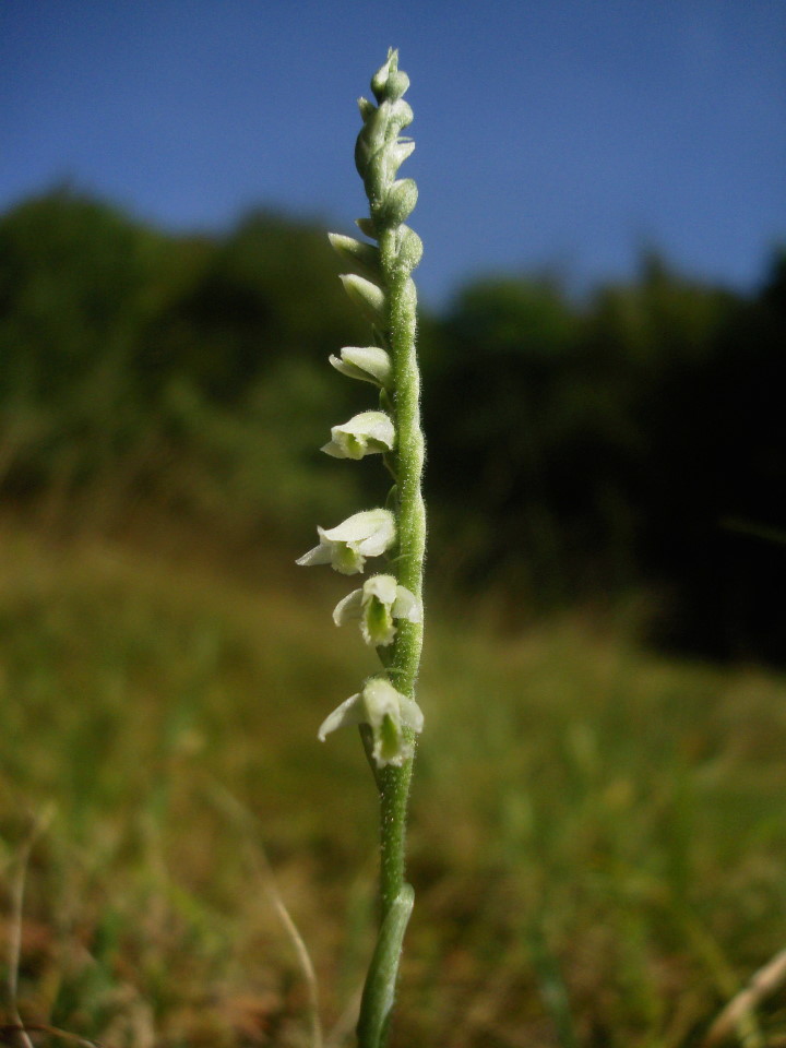 Spiranthes spiralis