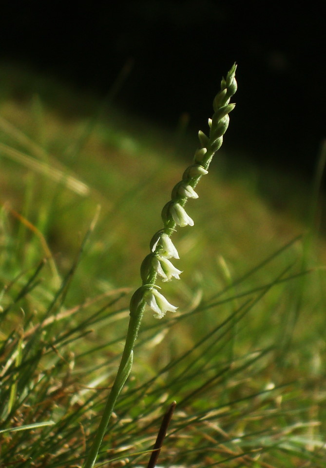 Spiranthes spiralis