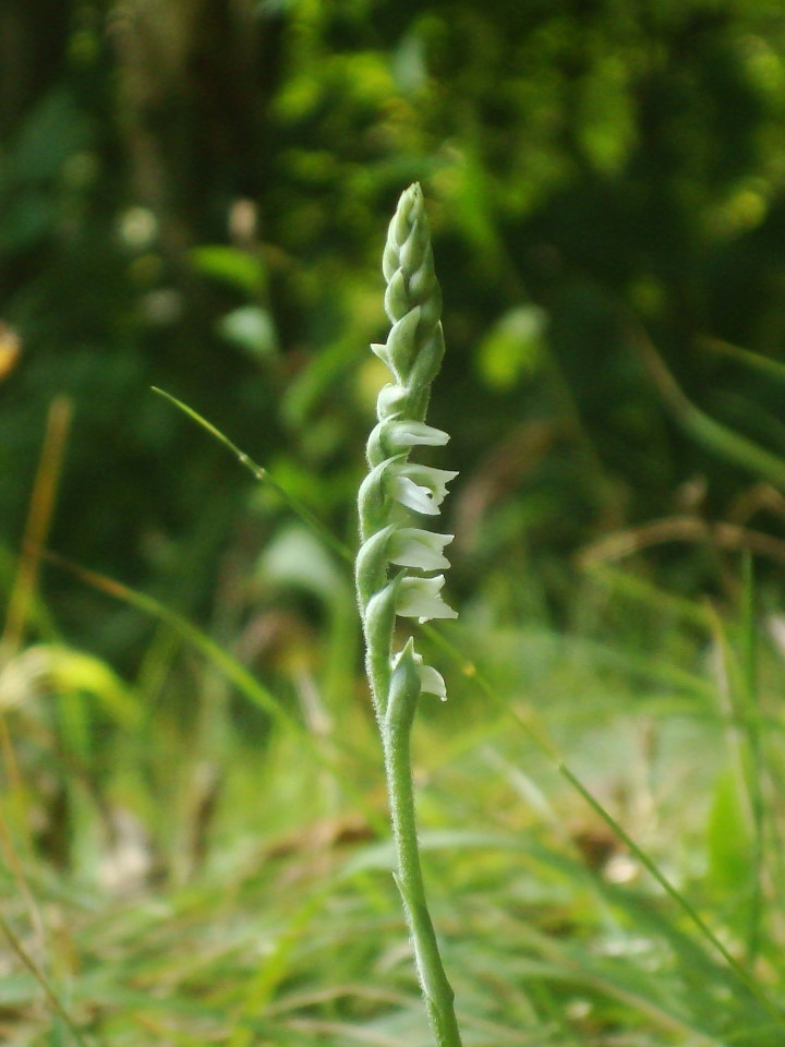 Spiranthes spiralis