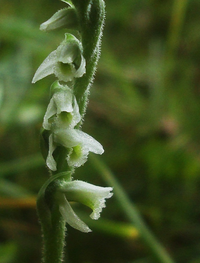 Spiranthes spiralis