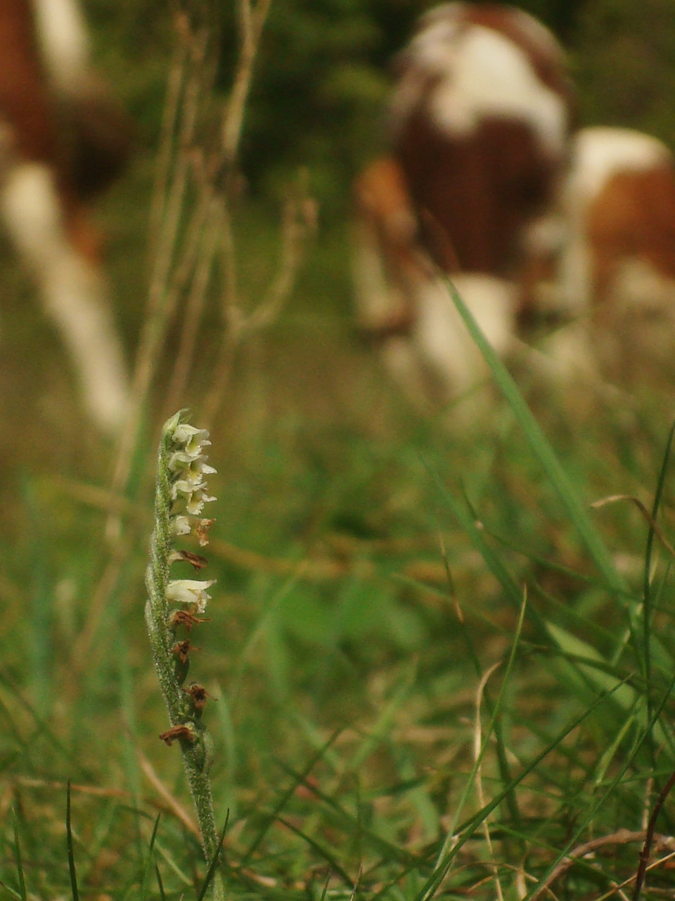 Osoppo: addio a qualche migliaio di orchidee