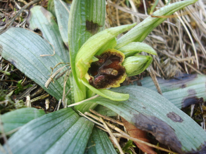 Ophrys sphegodes