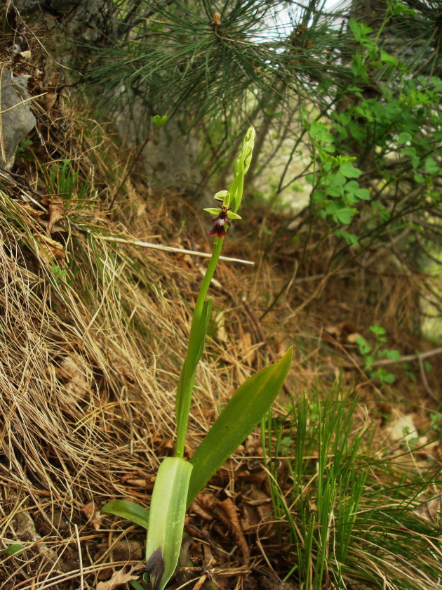 Ophrys insectifera L.