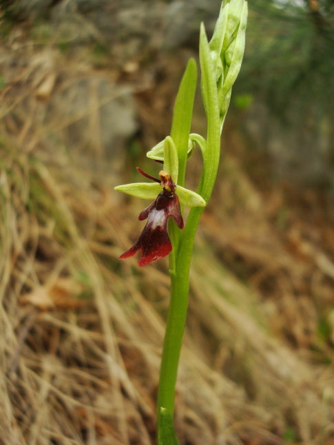 Ophrys insectifera L.