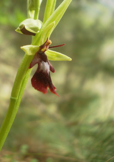 Ophrys insectifera L.