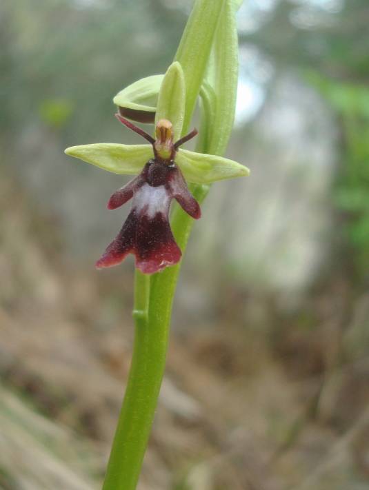 Ophrys insectifera L.