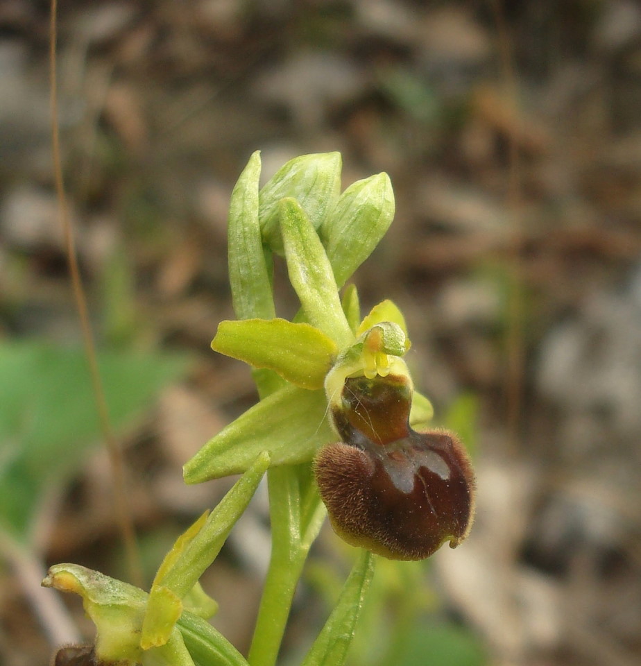 Mini O.sphegodes