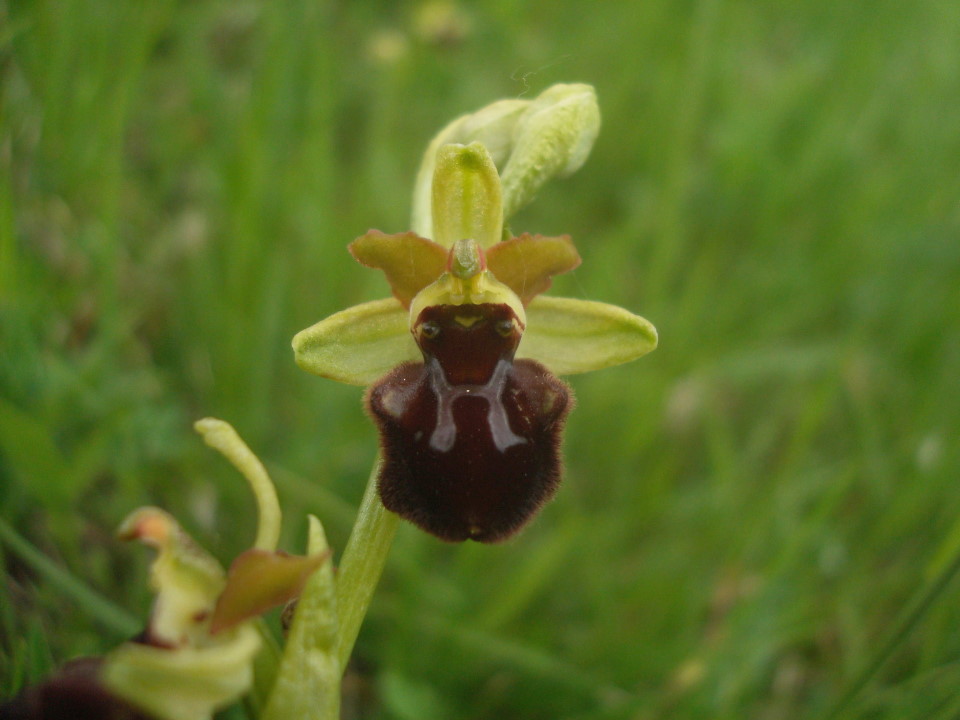 Mini O.sphegodes