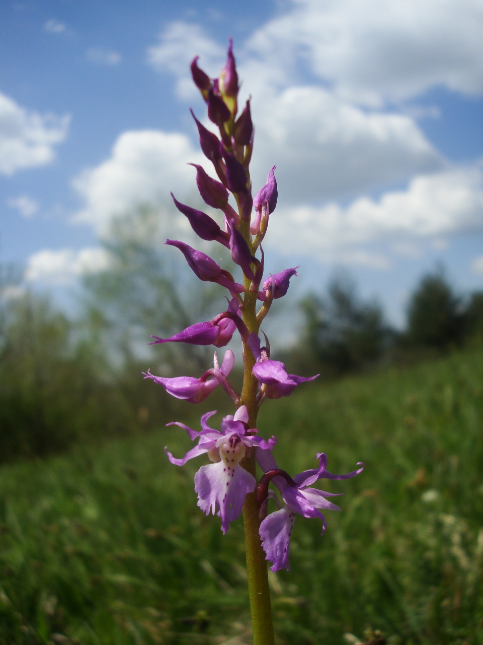 Orchis mascula