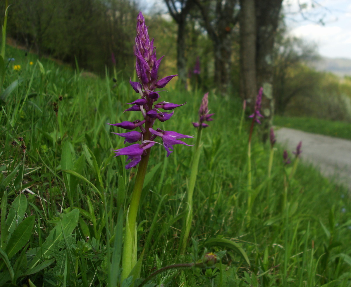 Orchis mascula