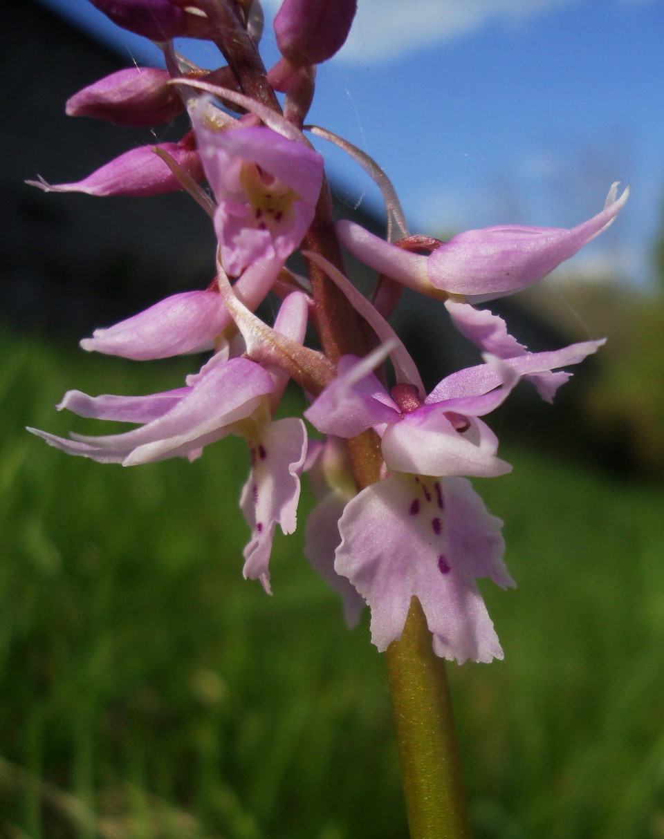 Orchis mascula