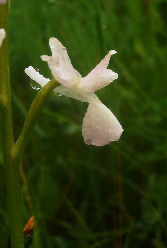 Anacamptis laxiflora / Orchide acquatica