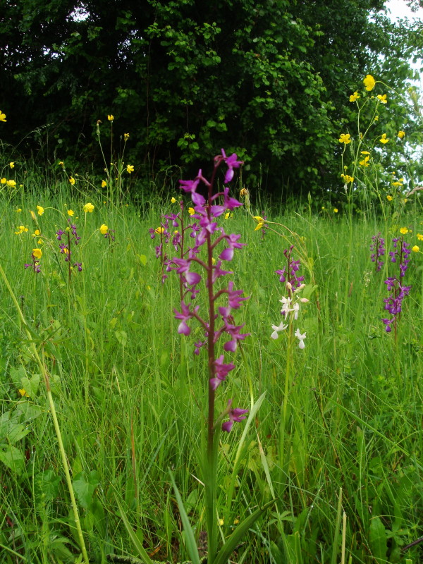 Anacamptis laxiflora / Orchide acquatica