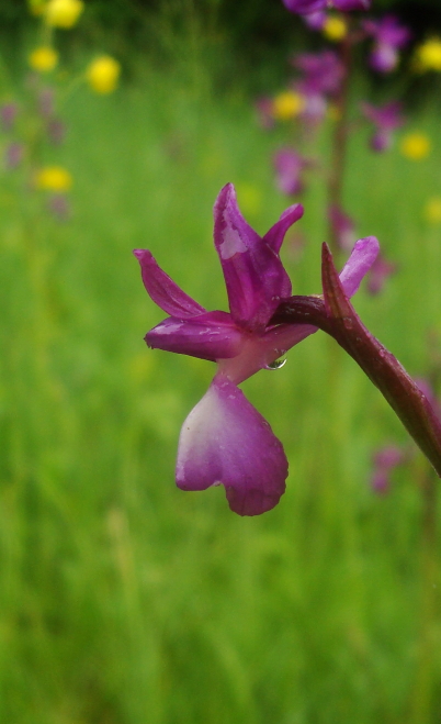 da deterninare 2  (Anacamptis laxiflora)