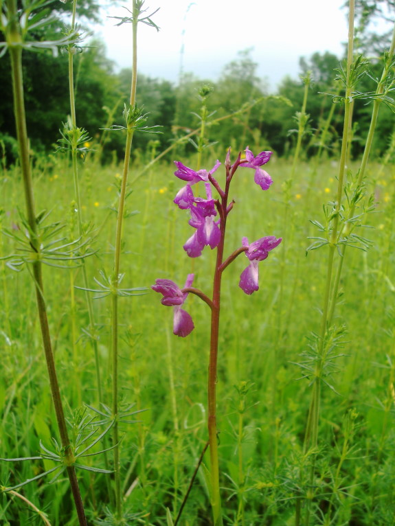 Anacamptis laxiflora / Orchide acquatica