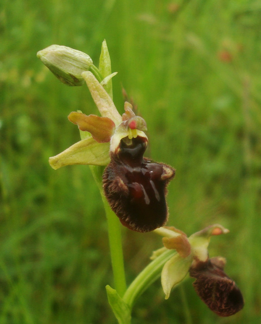 i soliti dubbi: Ophrys sphegodes o incubacea?