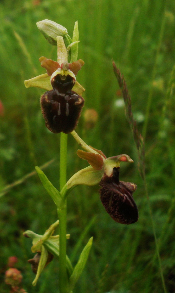 i soliti dubbi: Ophrys sphegodes o incubacea?