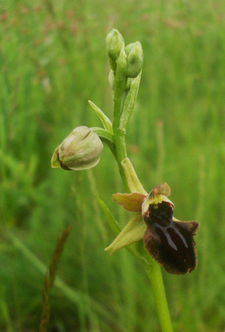 i soliti dubbi: Ophrys sphegodes o incubacea?