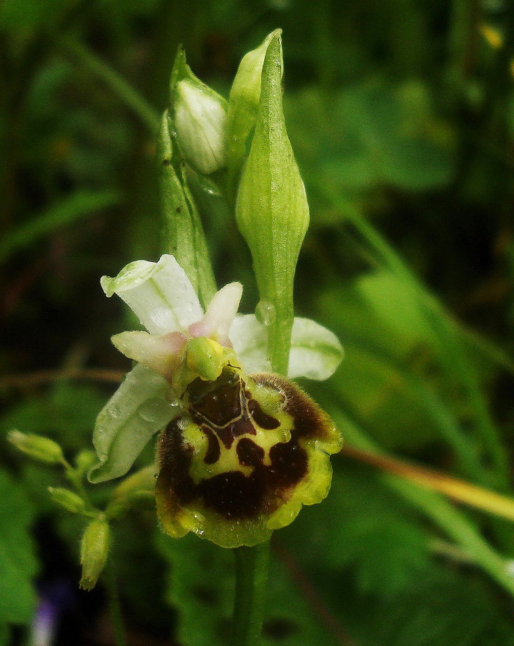 Ophrys holosericea subsp. holosericea