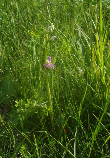 Ophrys apifera var. tilaventina