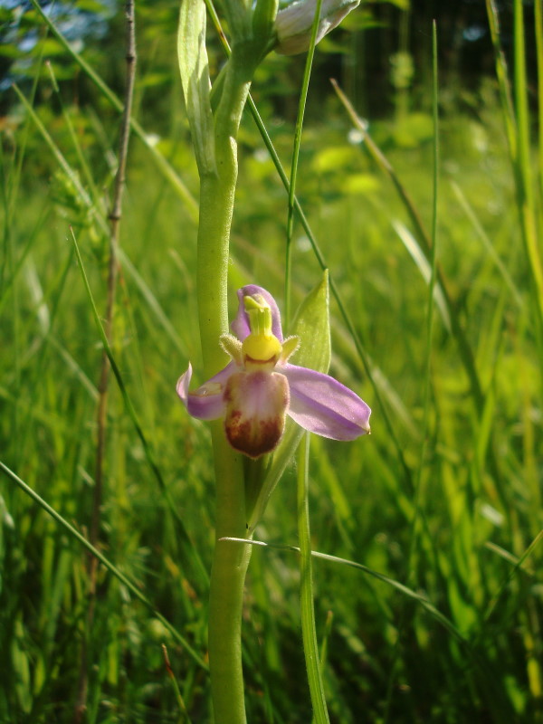 Ophrys apifera var. tilaventina