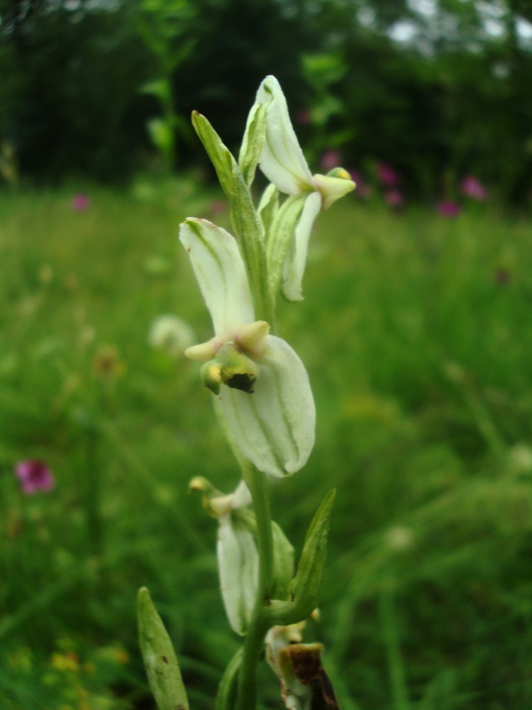 Lusus di Ophrys holosericea