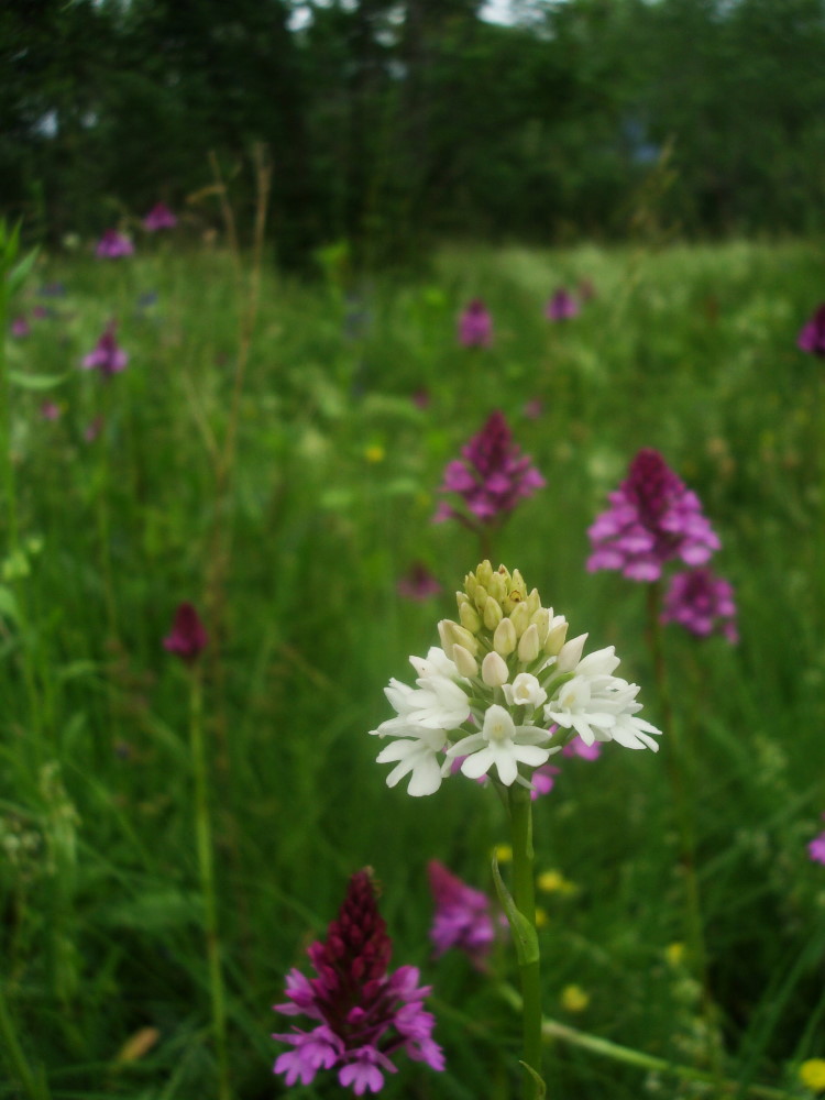 Anacamptis pyramidalis albina