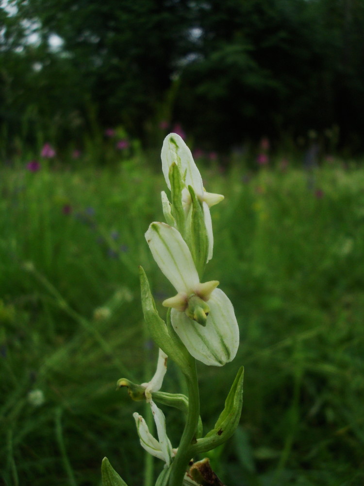 Lusus di Ophrys holosericea