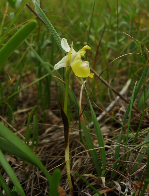 Ophrys holosericea subsp. holosericea (Apocromia)
