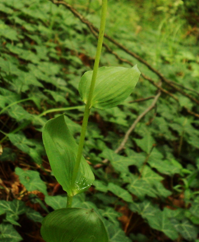 Epipactis helleborine subsp. orbicularis?