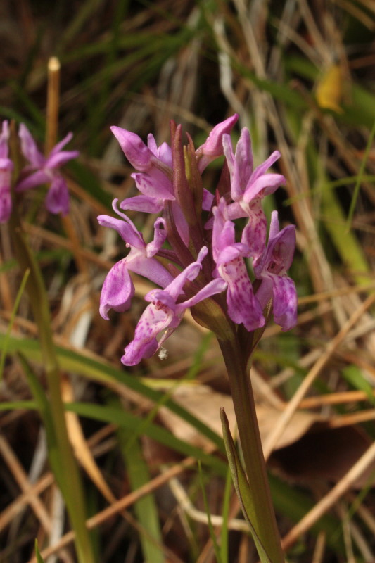 Dactylorhiza lapponica subsp. rhaetica / Orchide retica