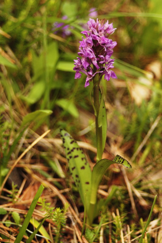 Dactylorhiza lapponica subsp. rhaetica / Orchide retica