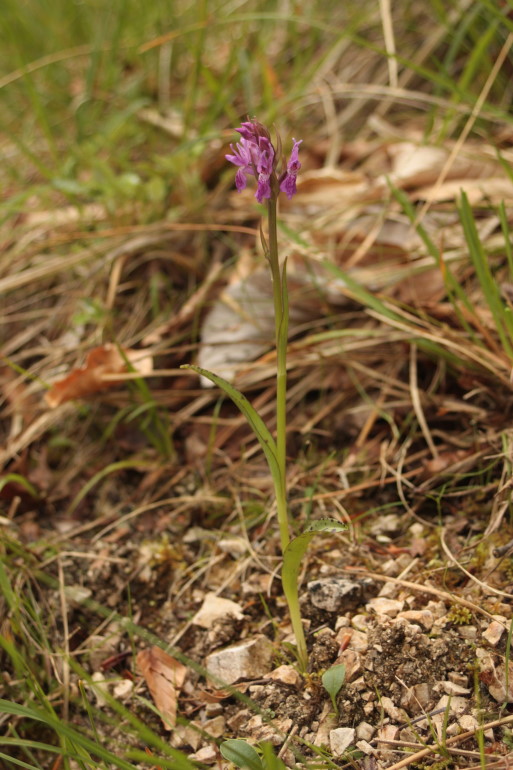 Dactylorhiza lapponica subsp. rhaetica / Orchide retica