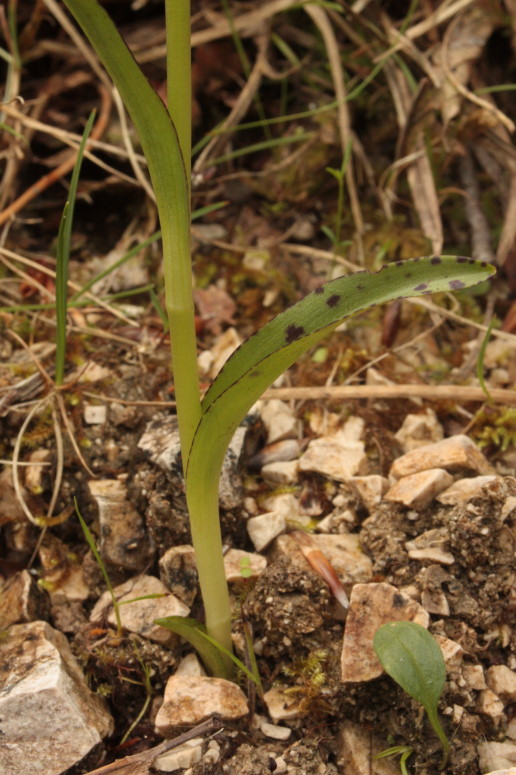 Dactylorhiza lapponica subsp. rhaetica / Orchide retica