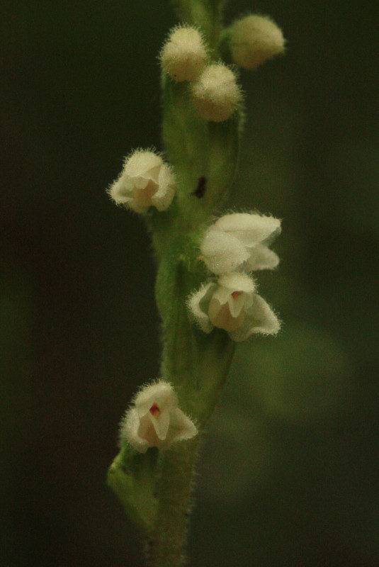 Goodyera repens