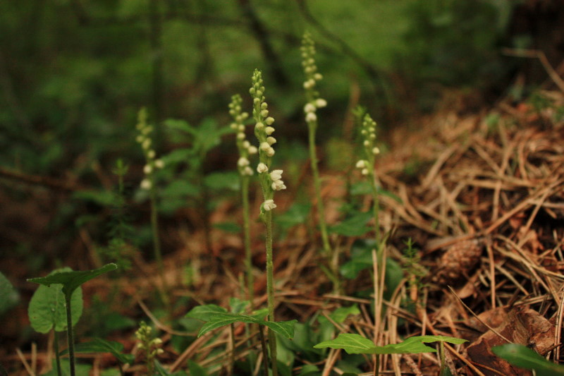 Goodyera repens