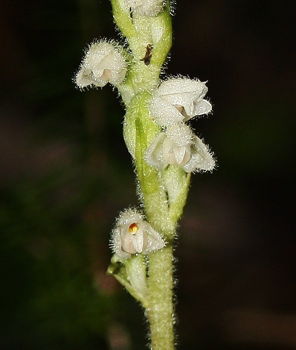 Goodyera repens