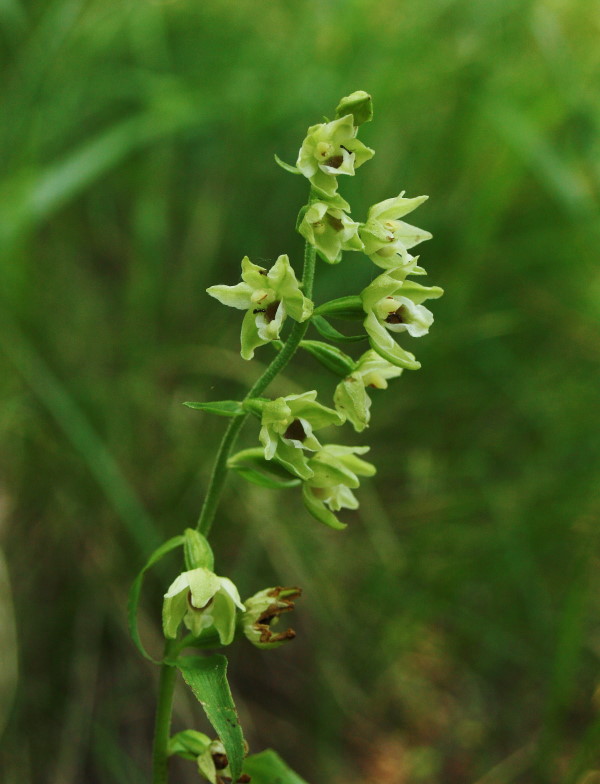 Epipactis muelleri