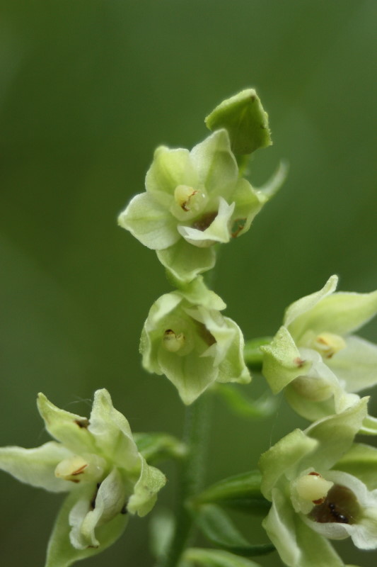 Epipactis muelleri