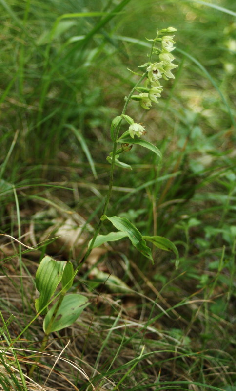 Epipactis muelleri