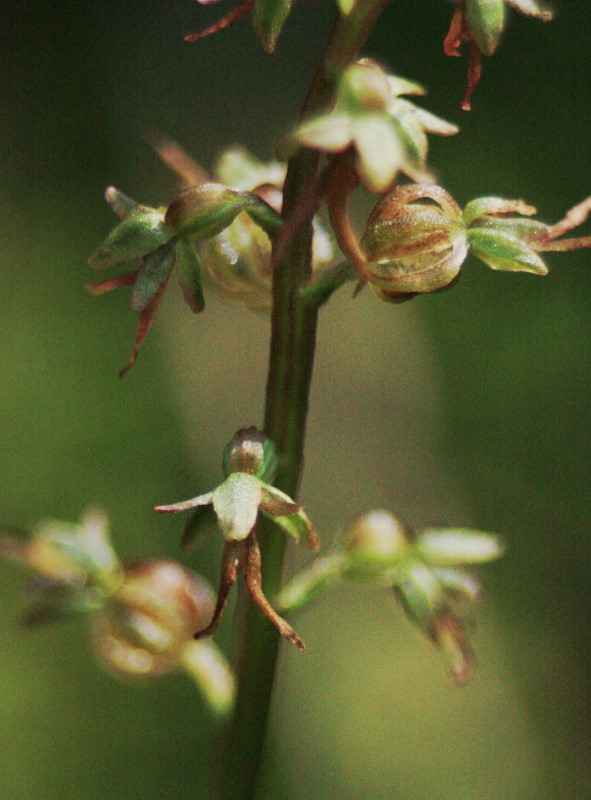 Listera cordata