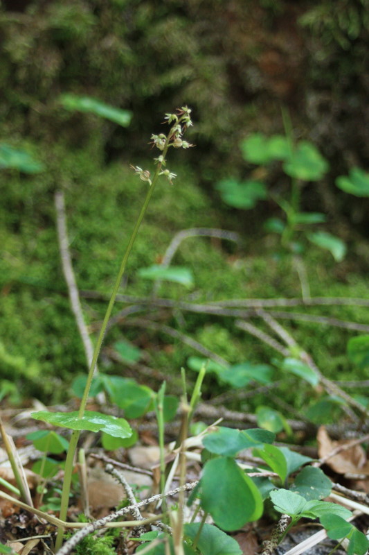 Listera cordata